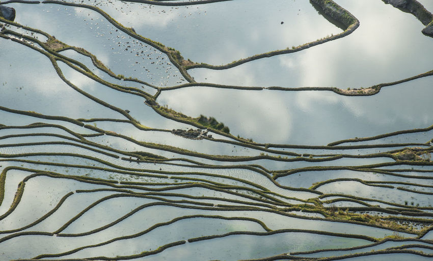 Full frame shot of tree branches against sky