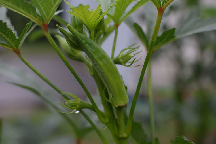 Close-up of plant