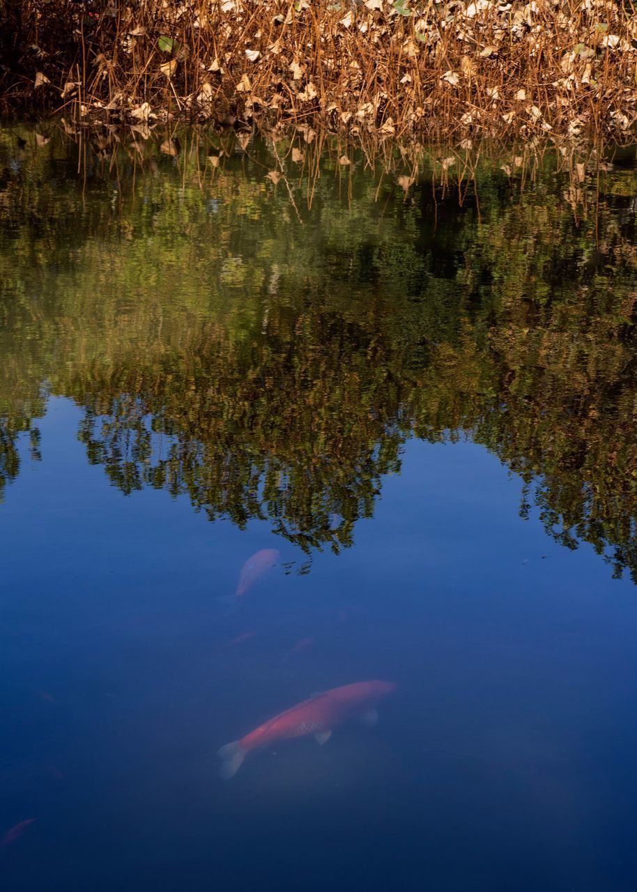 REFLECTION OF FISH IN LAKE