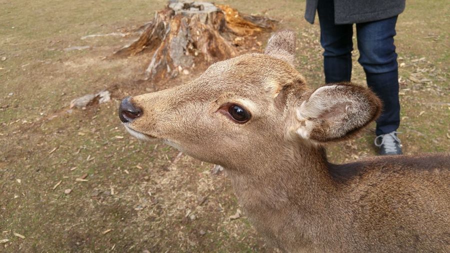 Close-up of deer by person at nara-koen park