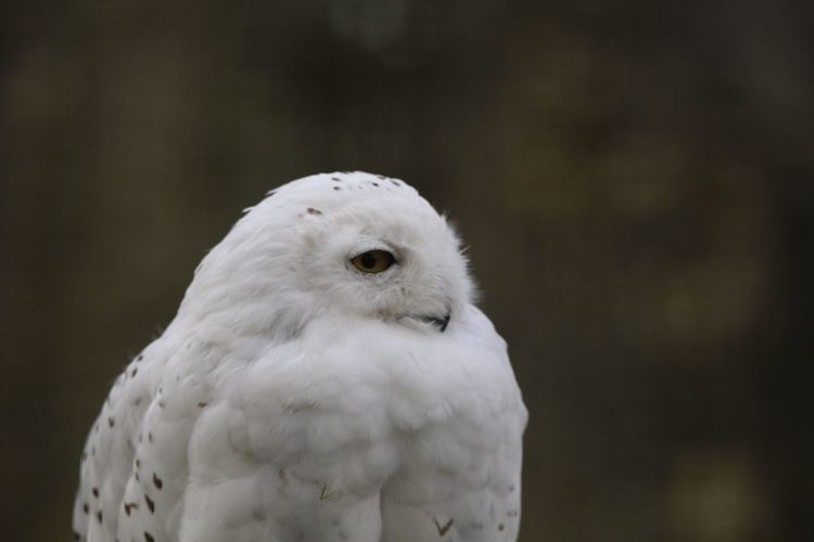 Close-up of snowy owl looking away