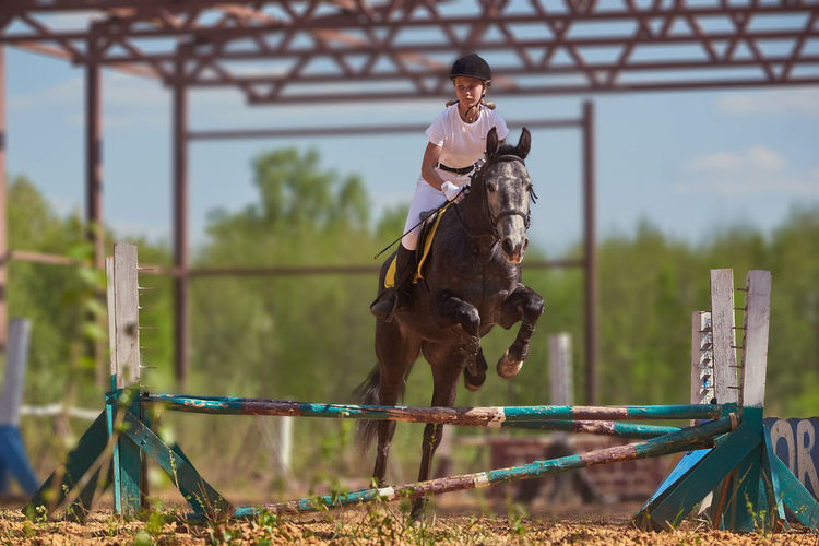 Jockey with horse jumping over hurdle