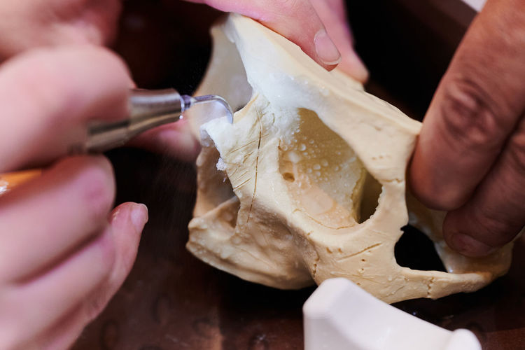 Cropped hands of scientist examining animal skeleton
