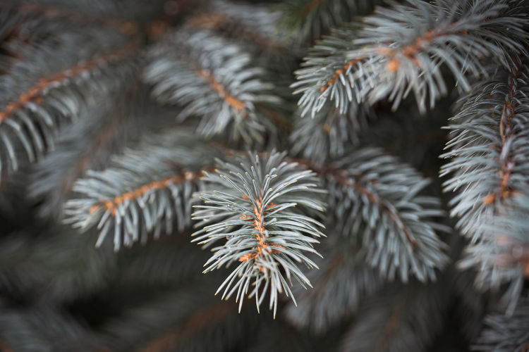 Close up of needles on the branches of a blue spruce evergreen tree.