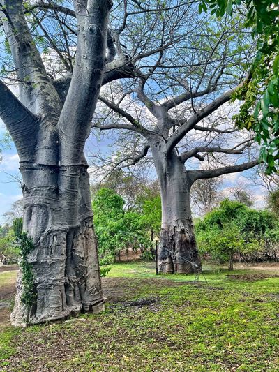 tree