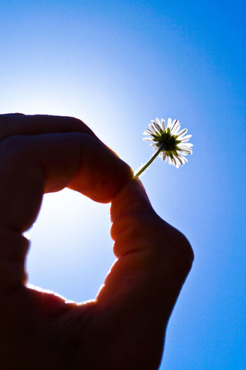 Cropped image of person holding flower against sky