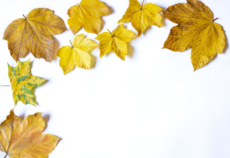 Close-up of yellow maple leaves against white background