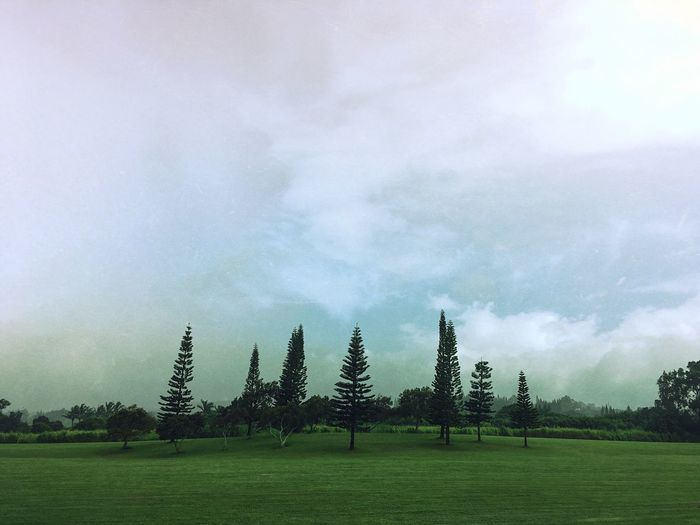 Trees on field