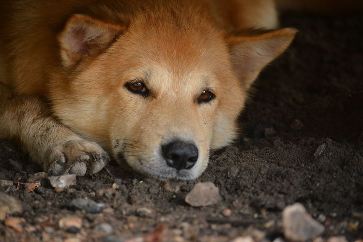 Close-up portrait of dog lying on ground