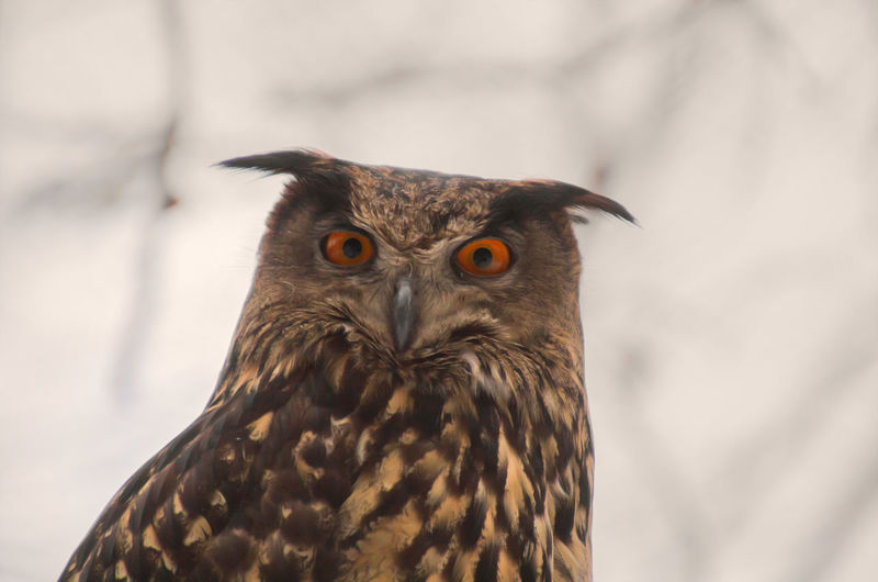Close-up portrait of owl