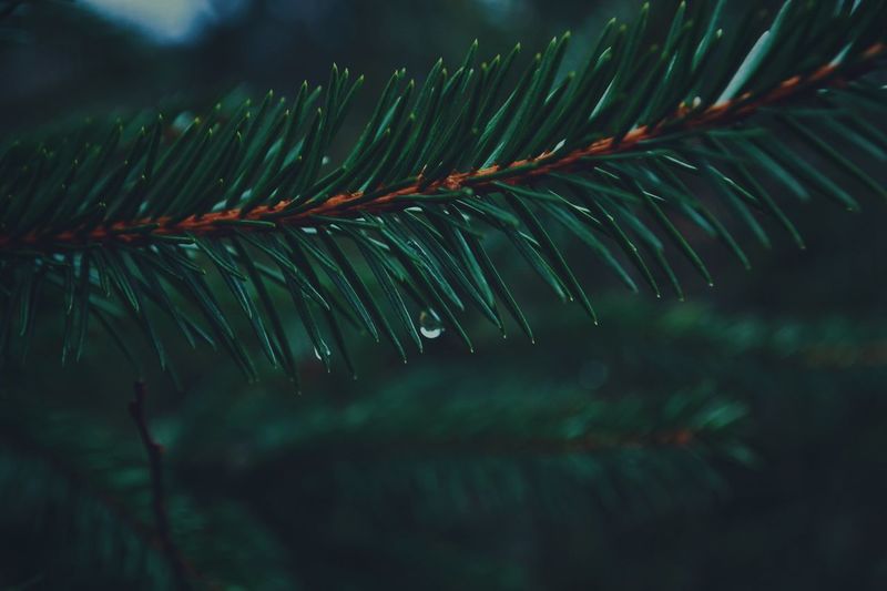 Close-up of raindrop on pine tree