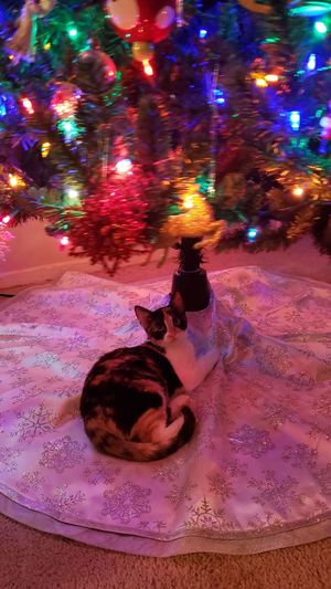 Cat sitting on illuminated christmas tree