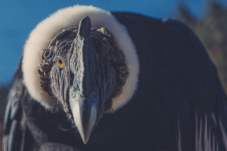 Close-up portrait of andean condor
