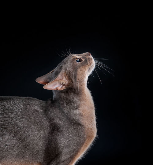Close-up of an animal looking away against black background