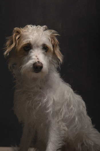 Beautiful mixed breed dog sitting on dark gray background waiting to be adopted. dog for adoption