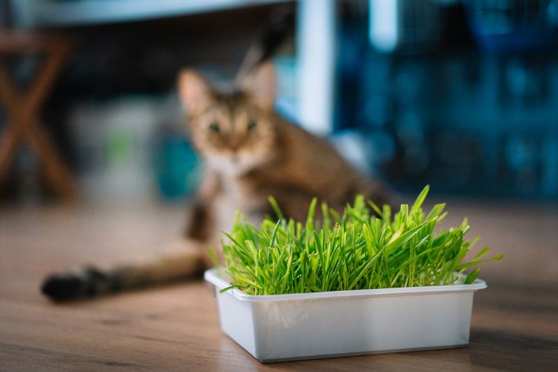 Cat by potted plant of cat grass on floor at home