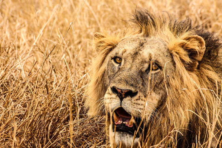 Close-up of lion on ground