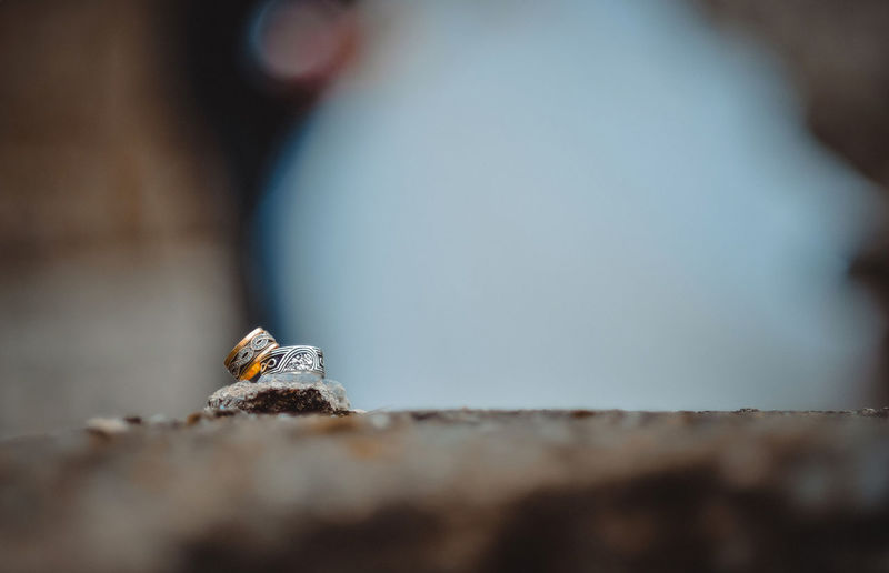 Close-up of insect on wall