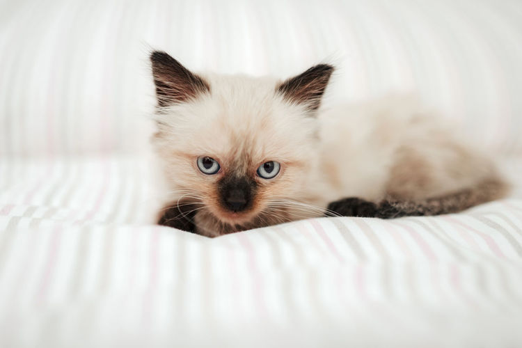 Portrait of kitten on bed