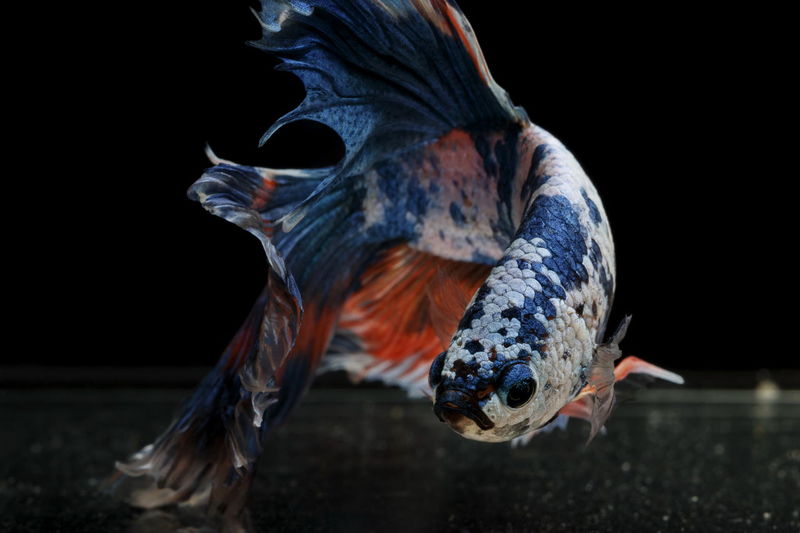 Siamese fighting fish colorful fish on a black background, halfmoon betta.
