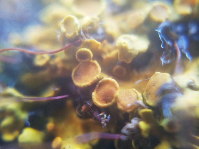 Close-up of underwater