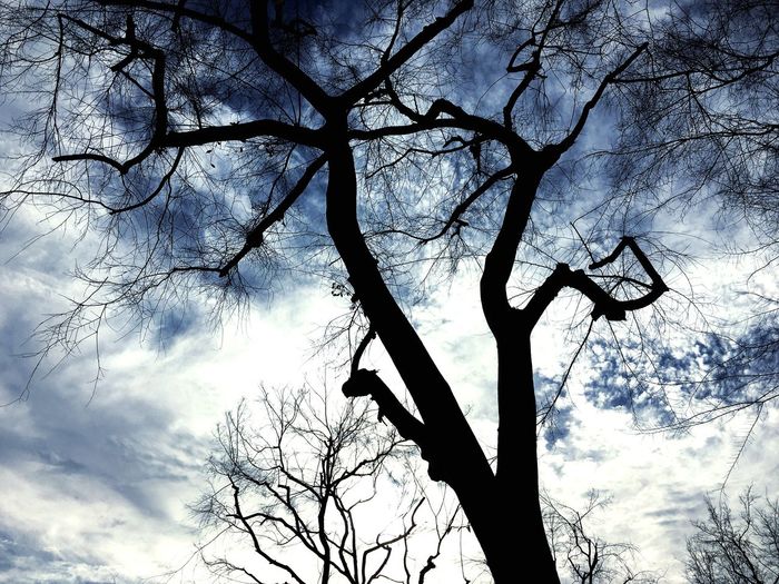 Low angle view of bare tree against sky