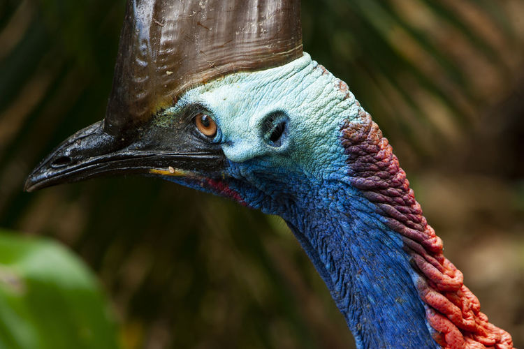 Close up on ancient cassowary bird face,  queensland, australia