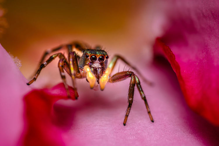 Close-up of spider on pink flower