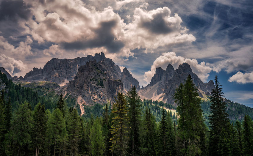 Panoramic view of pine trees and mountains against sky