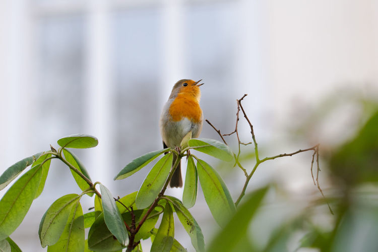 Bird perching on a plant