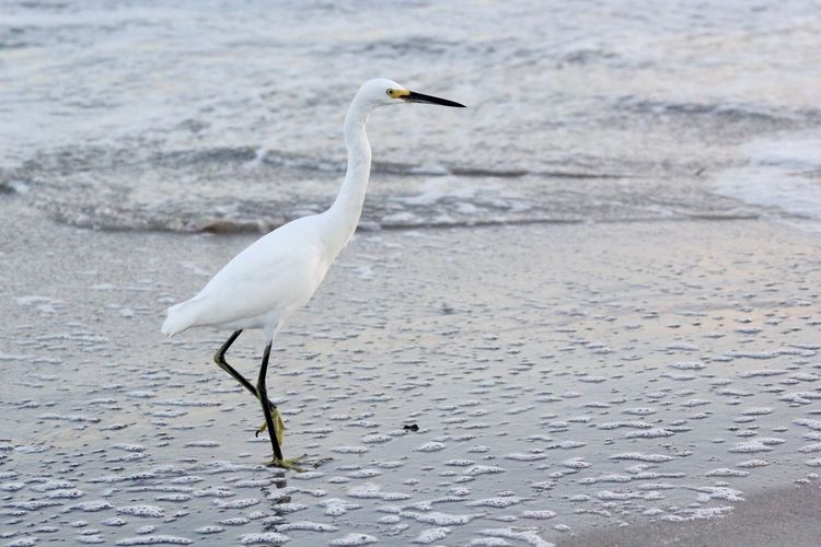 White bird on the beach
