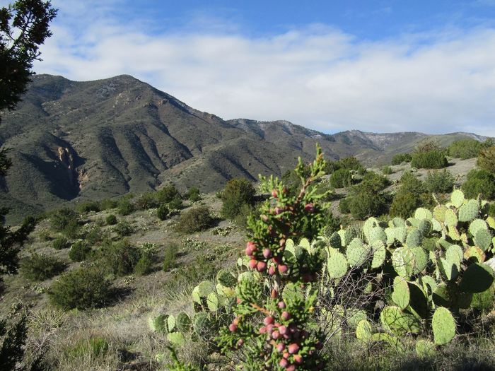 Juniper berries with mountain landscape
