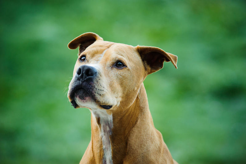 Close-up of brown dog looking away