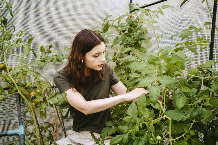 Young woman examining tomato plant in vegetable garden