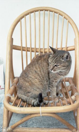 Cat sitting on chair