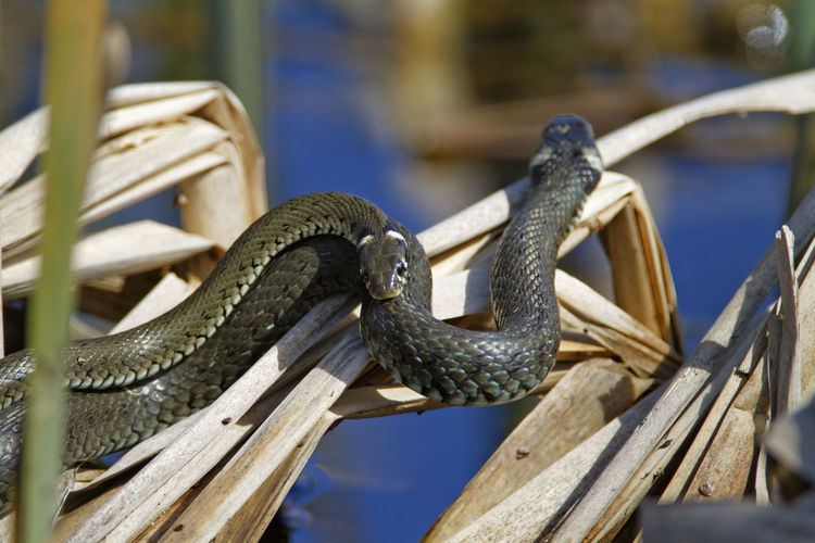 Mating of grass snake from crna mlaka