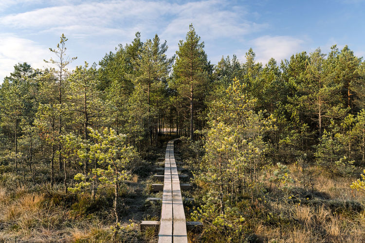Walking track atviru raba or bog at lahemaa national park in autumn