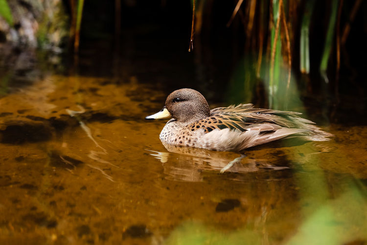Mallard in the pond, beautiful wild duck swims in the water.