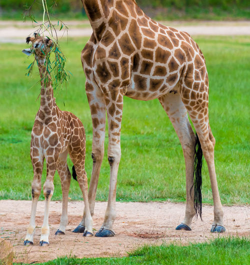 Giraffe family standing in zoo