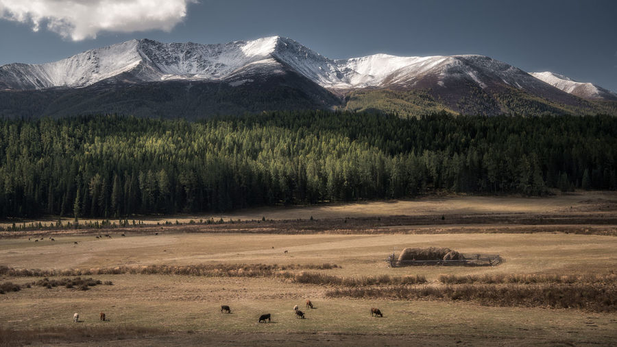 Horse grazing on field against snowcapped mountains