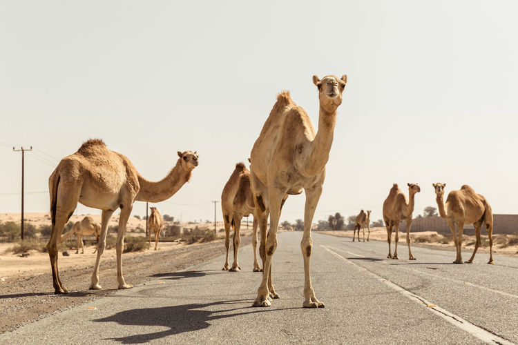 Camels take over the road in the united arab emirates
