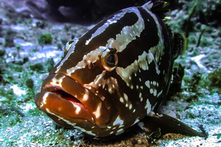 Close-up of grouper in seabed
