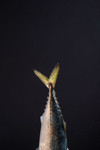 Close-up of plant against black background