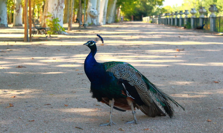 Close-up of peacock perching on floor