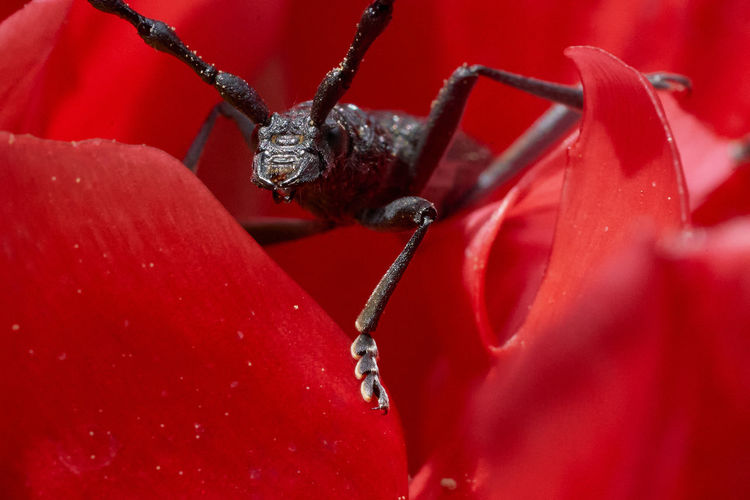 Close-up of insect on red flower