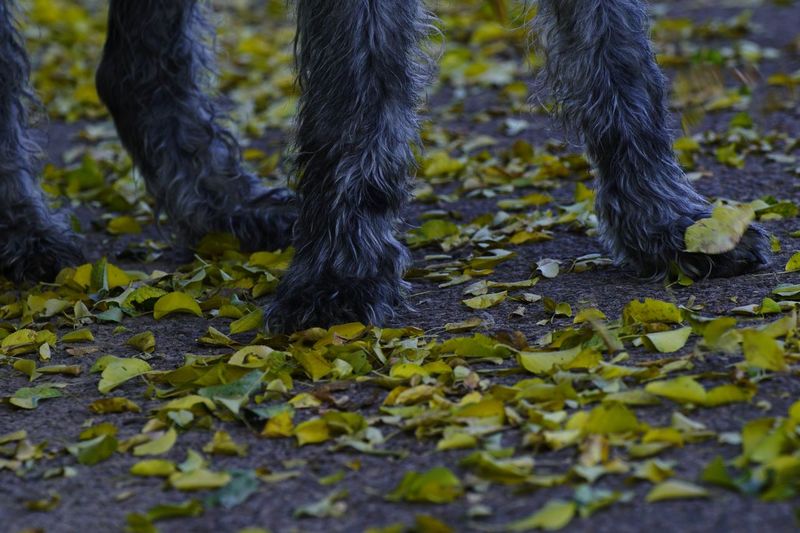 Low section of irish wolfhound standing by leaves on field
