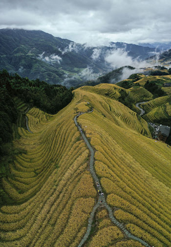 Dragon's back rice terrace in longji, china