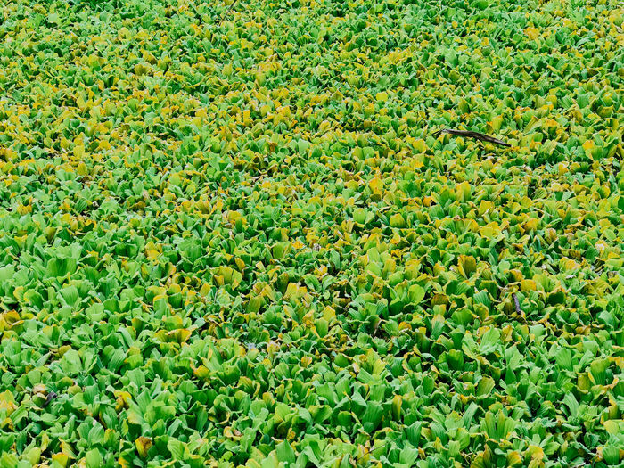 Full frame shot of plants on field