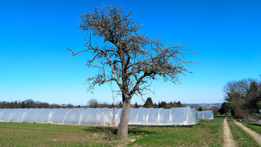 Tree on agricultural field in front a greenhouse against clear blue sky