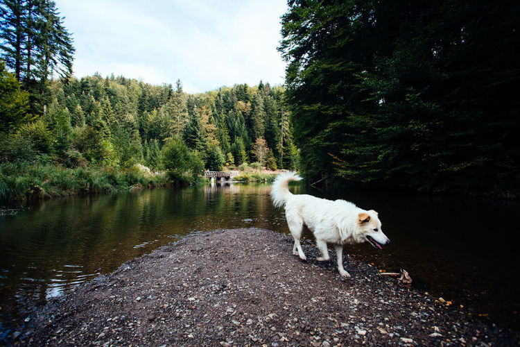 White dog at the mountain lake surrounded by green forest. health and calm place. nature relaxing.